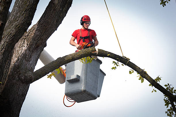 The Steps Involved in Our Tree Care Process in Heyworth, IL